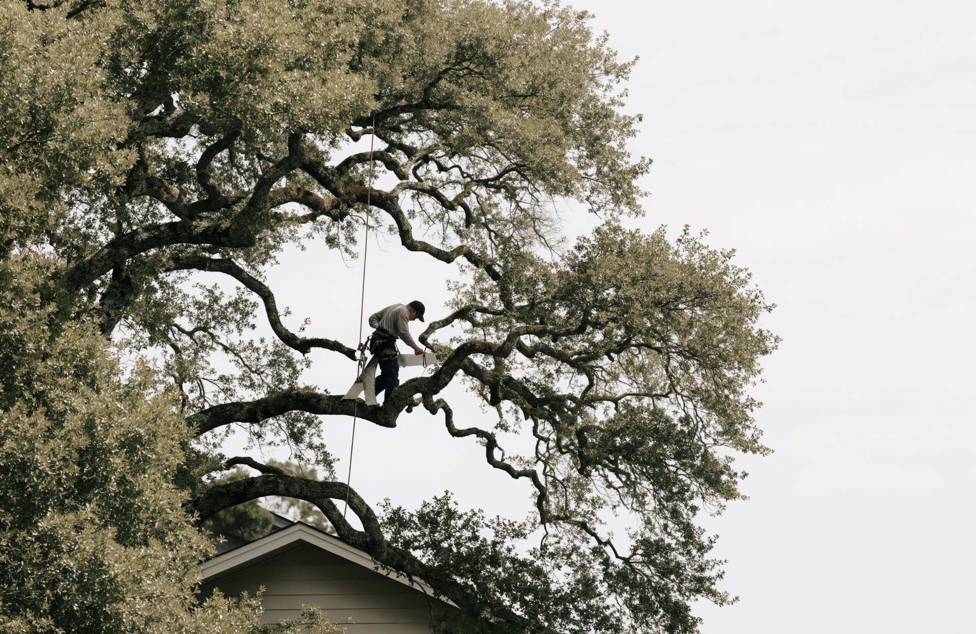 Climber pruning live oak limbs back off a roofline in Pooler, GA